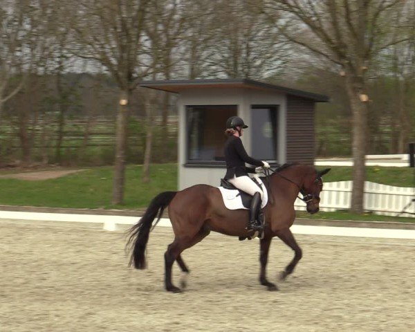 Reitturnier Elmlohe 2025