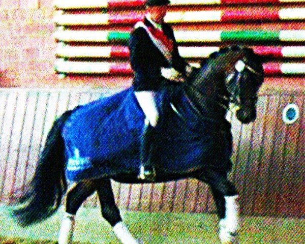 Dressurpferd Pago Go (Trakehner, 2004, von Bel Espace Go) Dressurpferd Pago Go (Trakehner, 2004, von Bel Espace Go)
