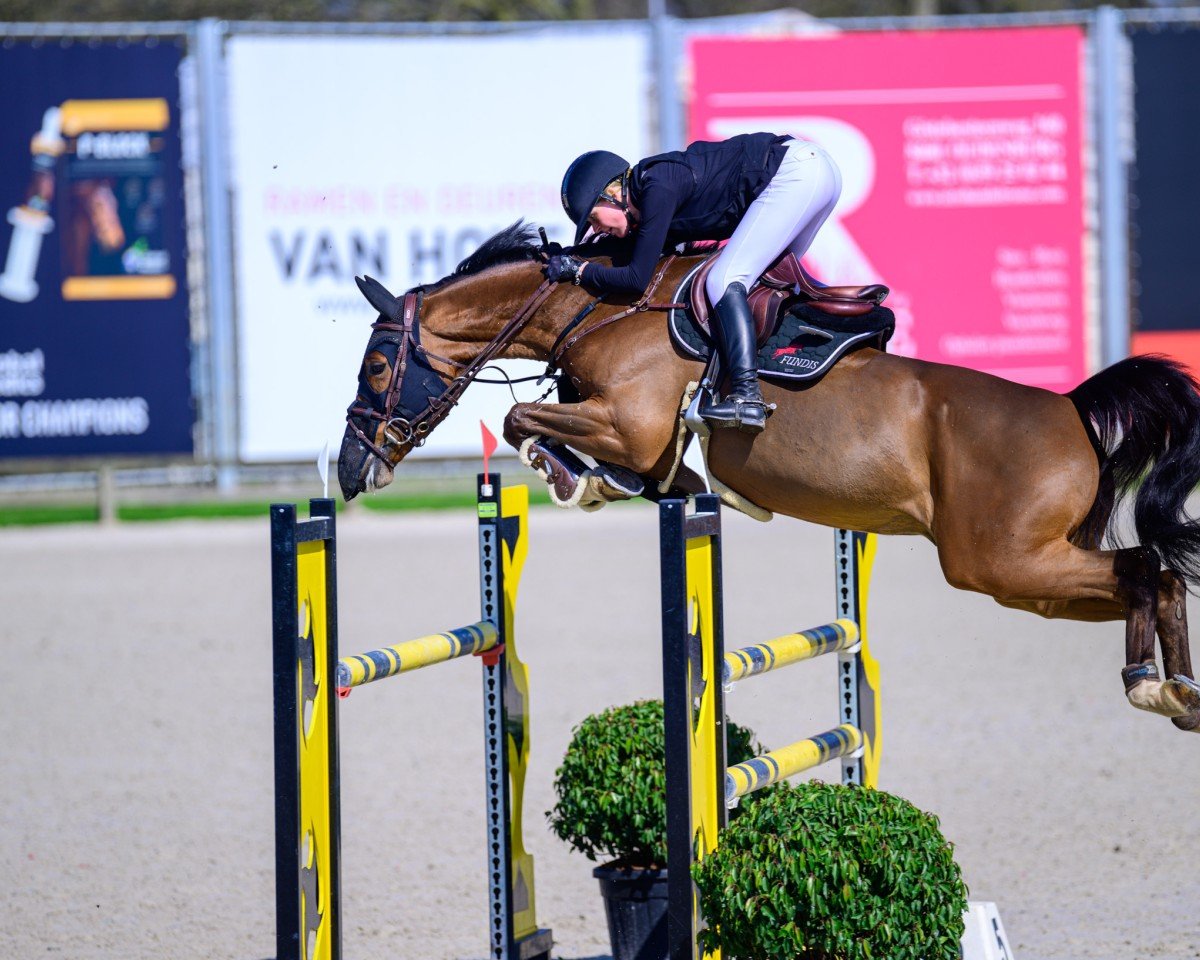 jumper Colland Sr (Westphalian, 2018, from Comme il Faut)