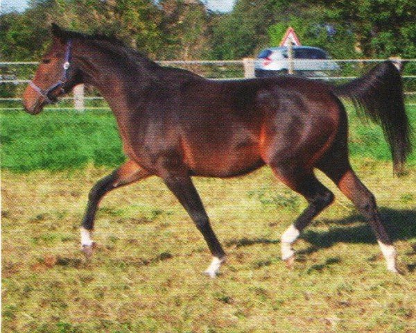 Skokan Campino van Kasteel (Rheinländer, 2008, od Completto)