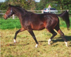 jumper Campino van Kasteel (Rhinelander, 2008, from Completto)