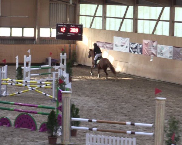 Reitturnier Fehraltorf 2025