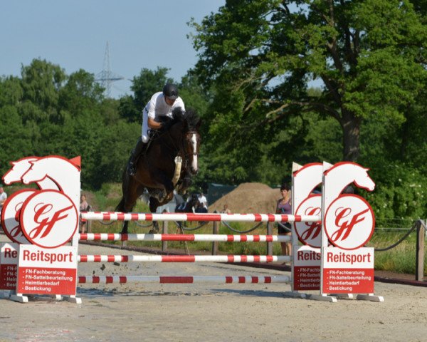 Springpferd Bella-Donna 18 (Oldenburger Springpferd, 2014, von Balou du Rouet)