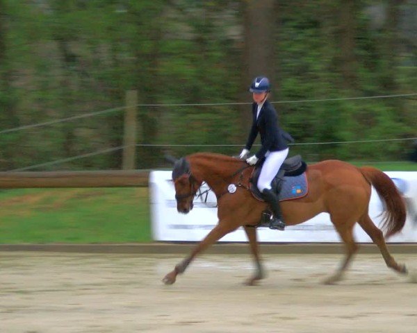 Reitturnier Rhede 2025
