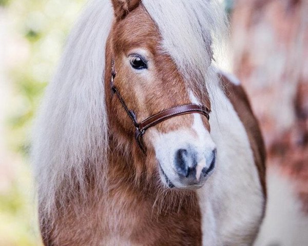 horse Sunny Boy von Saksen (Shetland pony (under 87 cm), 2015, from Steinburgs Thunderstorm)