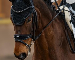 Dressurpferd Duke T. (Hannoveraner, 2015, von Don Index)