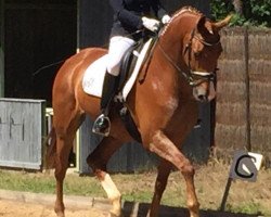 horse Best Buddy 7 (Hanoverian, 2014, from Bretton Woods)