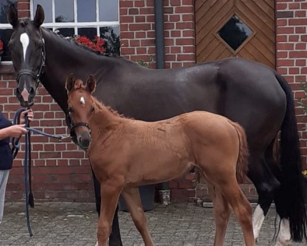 Pferd Vivat Rose (Edles Warmblut, 2021, von Vivat Rex)