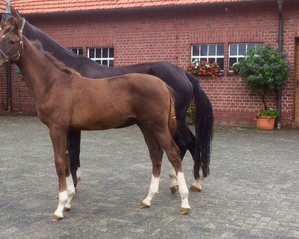 horse Leon (Noble Warmblood, 2019, from Le Vivaldi)