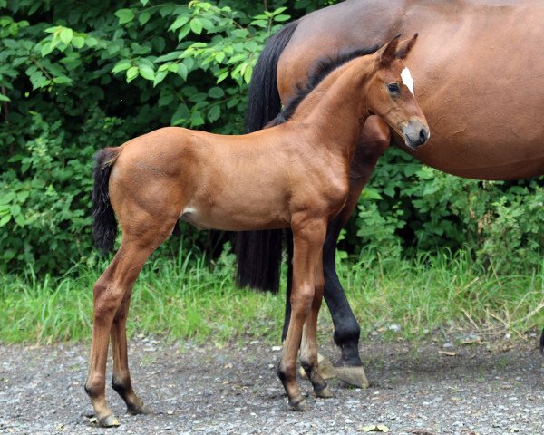 horse Tommaso MW (Westphalian, 2021, from Taurus)