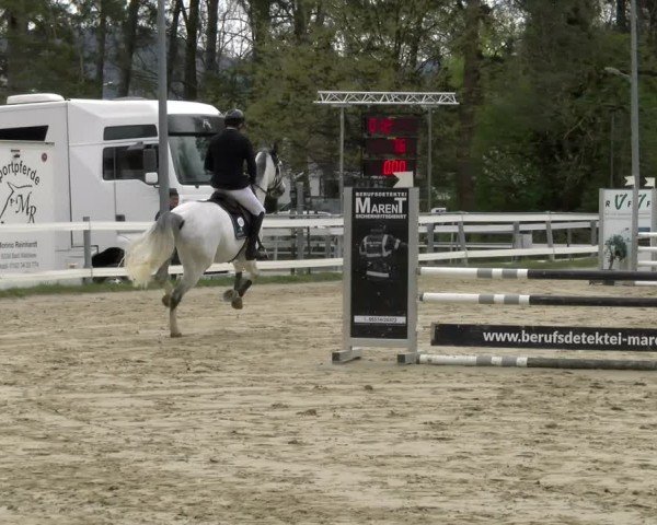 Reitturnier Bregenz 2025