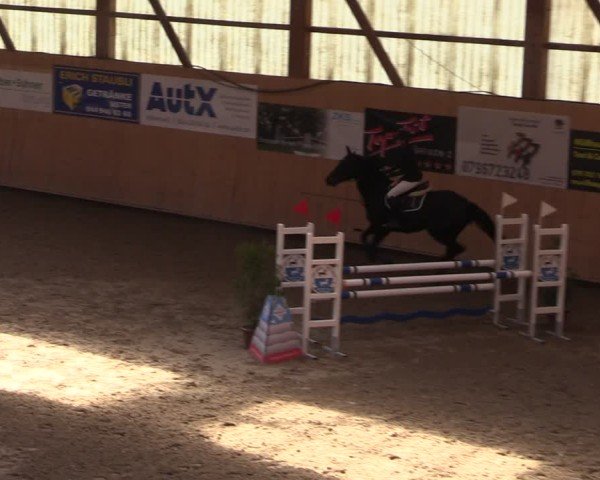 Reitturnier Fehraltorf 2025