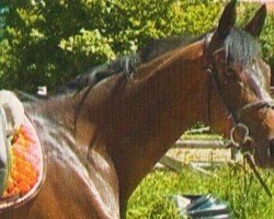 horse Alize 5 (Trakehner, 2006, from Cadeau)