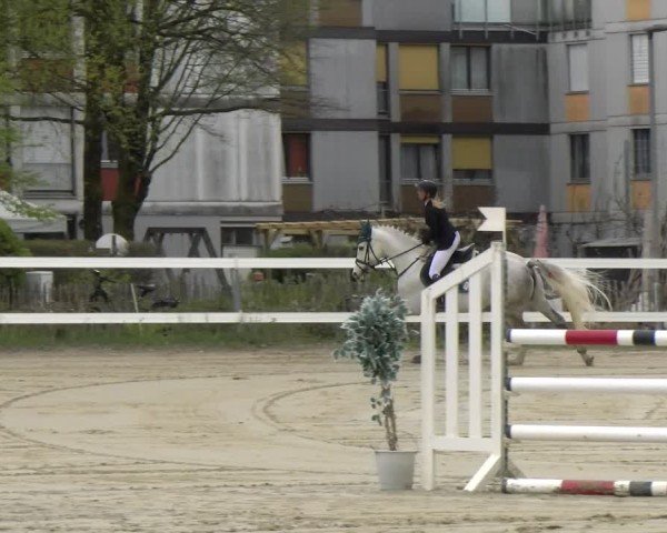 Reitturnier Bregenz 2025