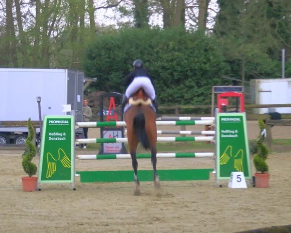 Reitturnier Rhede 2025