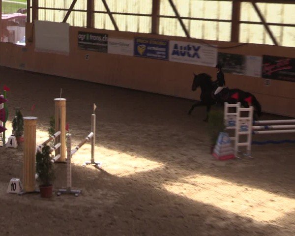 Reitturnier Fehraltorf 2025