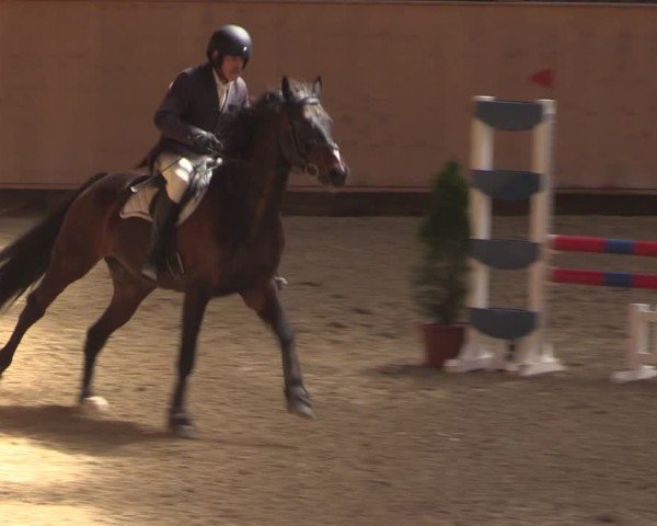 Reitturnier Fehraltorf 2025