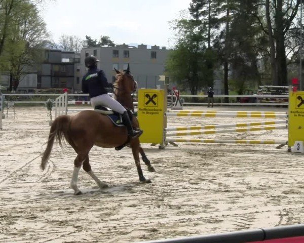 Reitturnier Bregenz 2025