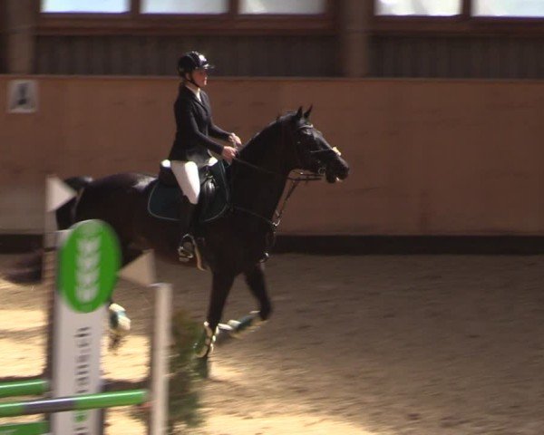 Reitturnier Fehraltorf 2025