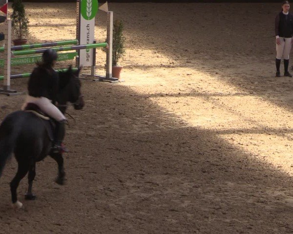 Reitturnier Fehraltorf 2025