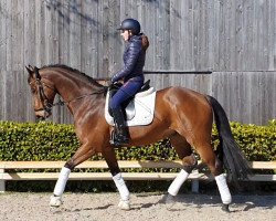 Springpferd Bibesco Frivol (Selle Français, 2011, von Quelfrivol Desmielles)