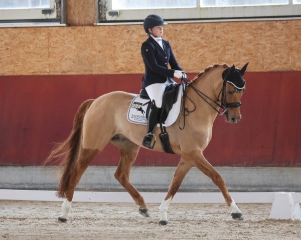 dressage horse Der kleine Arogno (German Riding Pony, 2018, from Dating AT NRW)