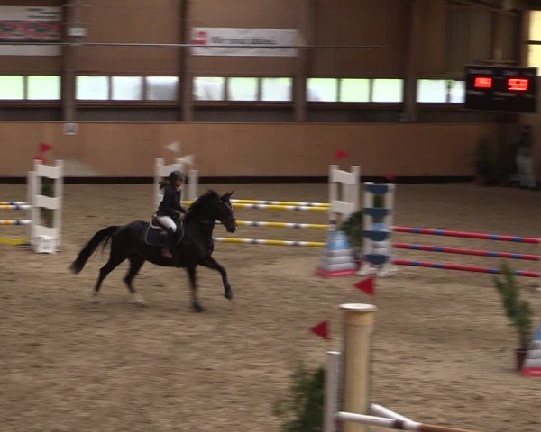 Reitturnier Fehraltorf 2025