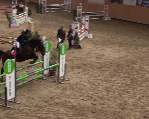 Reitturnier Fehraltorf 2025