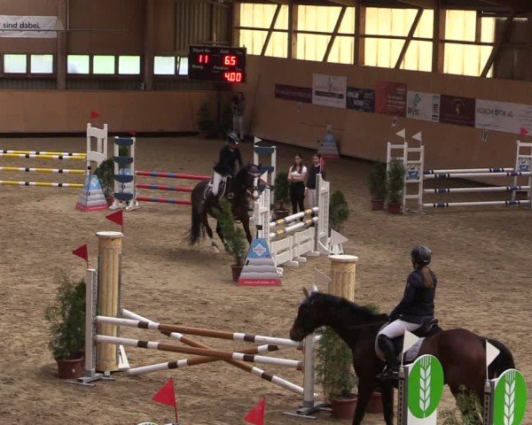 Reitturnier Fehraltorf 2025