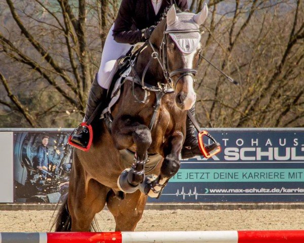 jumper Quite Shark (German Sport Horse, 2019, from Quite Carenzo)