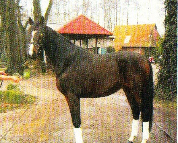 dressage horse Elias 33 (Oldenburg, 1998, from Ex Libris)