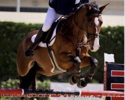 jumper Carl Gb (Oldenburg show jumper, 2016, from Casallco)