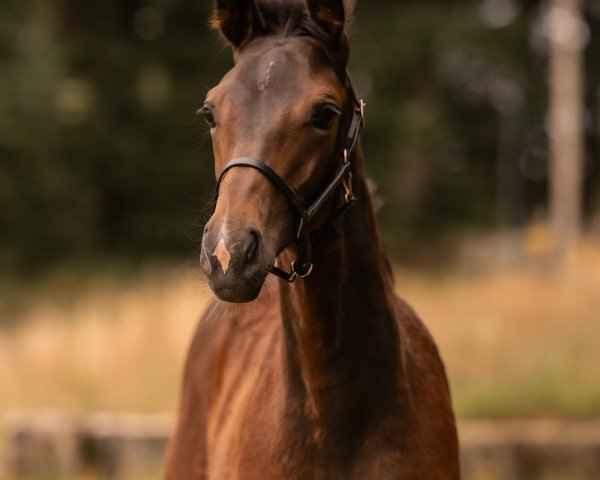 horse Talia NT (Westphalian, 2024, from Trussardi)