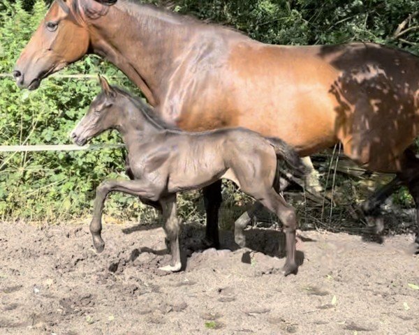 Pferd Secret Rose A (Westfale, 2024, von Sebastino PS)