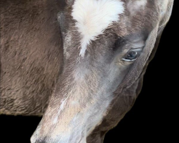horse V-Acht A (Westphalian, 2024, from V-Power)