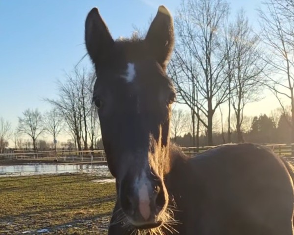 horse Kiribati NT (Westphalian, 2024, from Khedira)