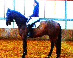 jumper American Gold 2 (German Warmblood, 2005, from American Pie)