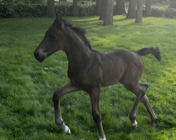 horse Hengst von Vision / Sir Donnerhall I (Westphalian, 2024, from Vision)