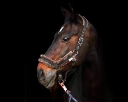 jumper Count On Me 12 (Hanoverian, 2012, from Count Grannus)