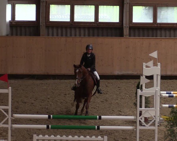 Reitturnier Fehraltorf 2025