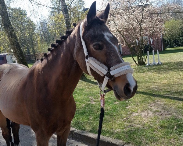 broodmare Mabelle C (German Riding Pony, 2012, from FS Mr. Right) broodmare Mabelle C (German Riding Pony, 2012, from FS Mr. Right)