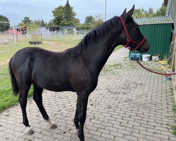 Pferd Air-Win (Deutsches Sportpferd, 2024, von Air King)