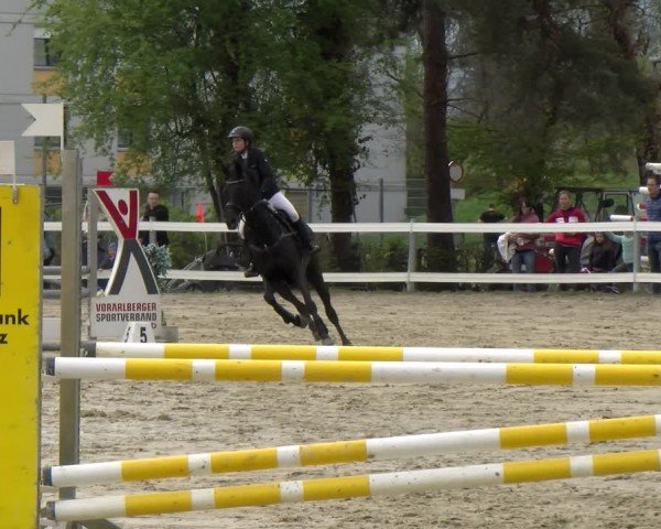 Reitturnier Bregenz 2025