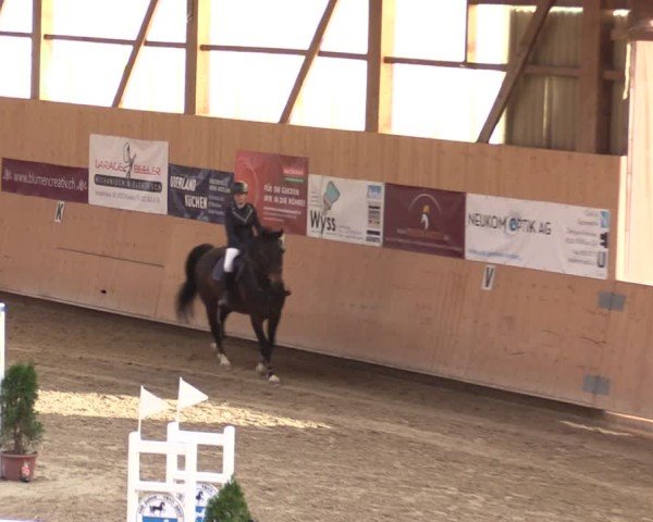 Reitturnier Fehraltorf 2025