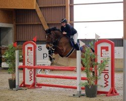 Springpferd Chacassina (Deutsches Sportpferd, 2018, von Shalom D'Altenbach)