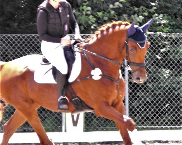 jumper Inspiration R (German Sport Horse, 2016, from Icare d'Olympe AA)
