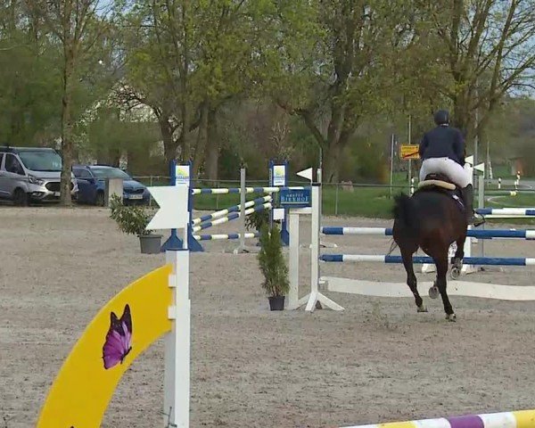 Reitturnier Rot am See- Musdorf 2025