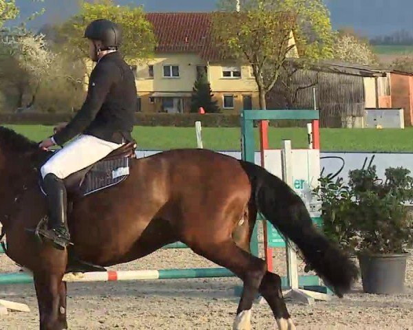 Reitturnier Rot am See- Musdorf 2025