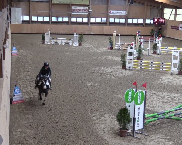 Reitturnier Fehraltorf 2025