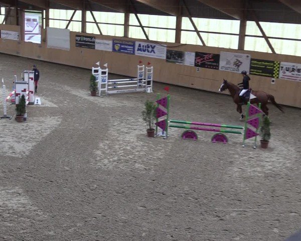 Reitturnier Fehraltorf 2025